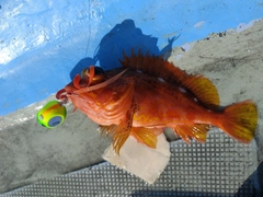 アヤメカサゴの釣果