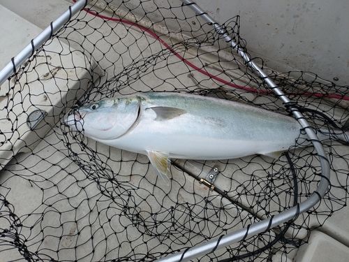 ブリの釣果