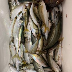 アジ
