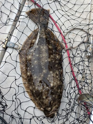 ヒラメの釣果