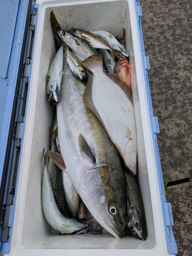 サバの釣果