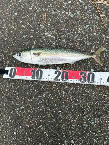 サバの釣果