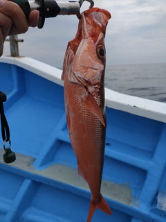 ハチビキの釣果