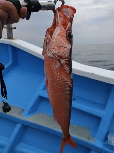ハチビキの釣果