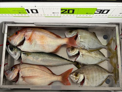 ケンサキイカの釣果