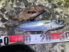 サバの釣果
