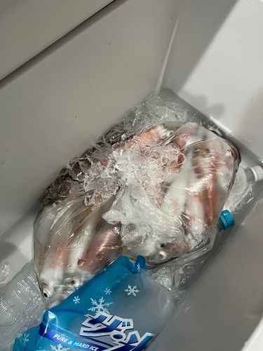 ケンサキイカの釣果