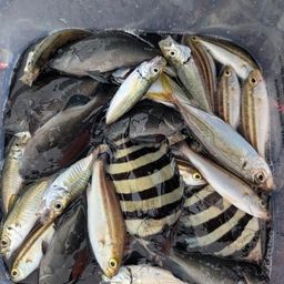アジ
