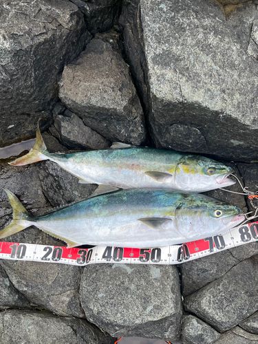 ブリの釣果