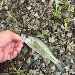 ラージマウスバス