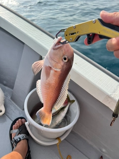 シロアマダイの釣果