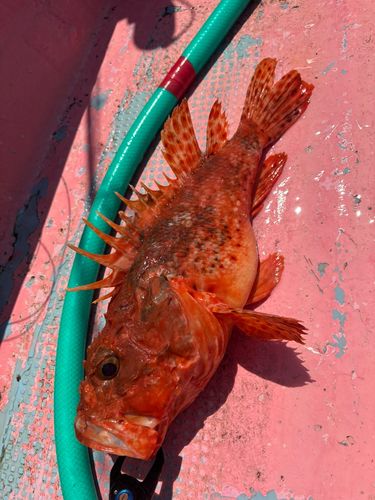 オニカサゴの釣果