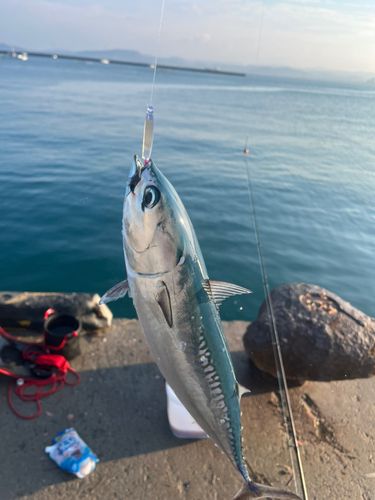 ソウダガツオの釣果
