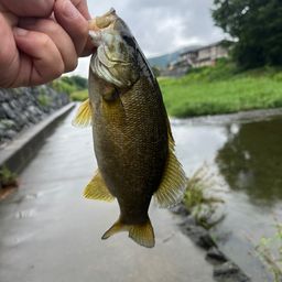 スモールマウスバス