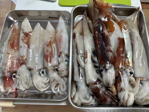アカイカの釣果