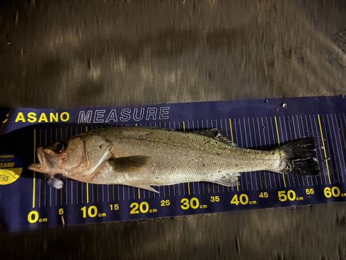 スズキ釣り 東京湾（神奈川県）で釣れたスズキの最新釣果、釣り情報【2025年