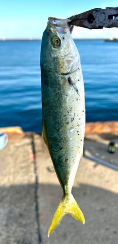 モジャコの釣果