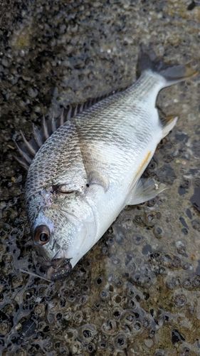 キビレの釣果