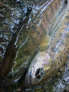 ヤマメの釣果