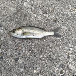 セイゴ（マルスズキ）