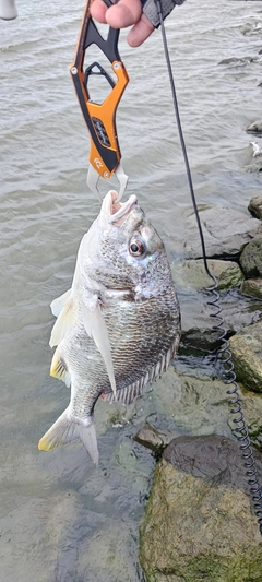 キビレの釣果