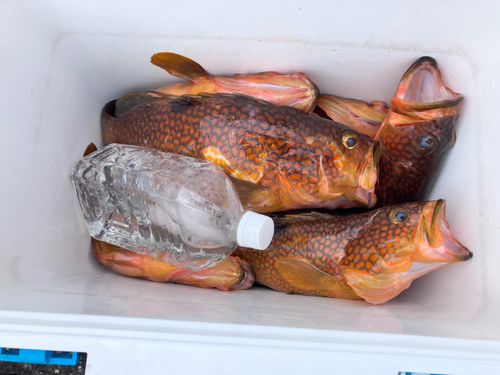 キジハタの釣果
