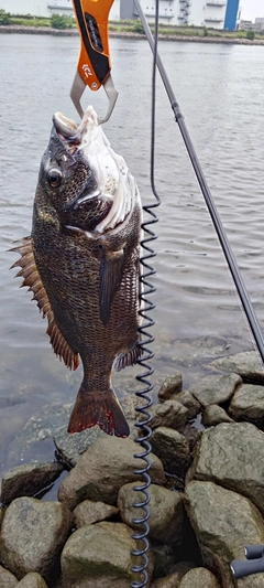 クロダイの釣果