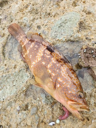 アコウの釣果