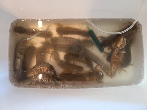 シャコの釣果