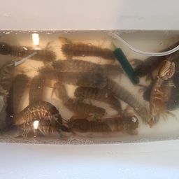 シャコ