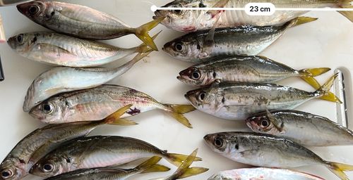 アジの釣果