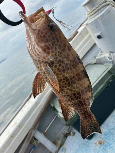 オオモンハタの釣果
