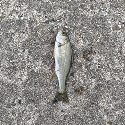 セイゴ（マルスズキ）