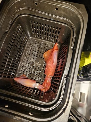 ケンサキイカの釣果