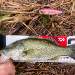 ラージマウスバス