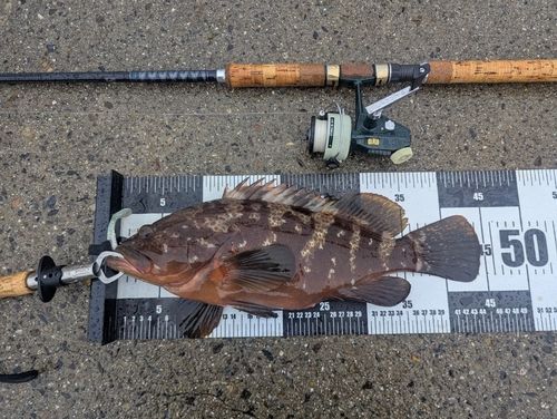 キジハタの釣果