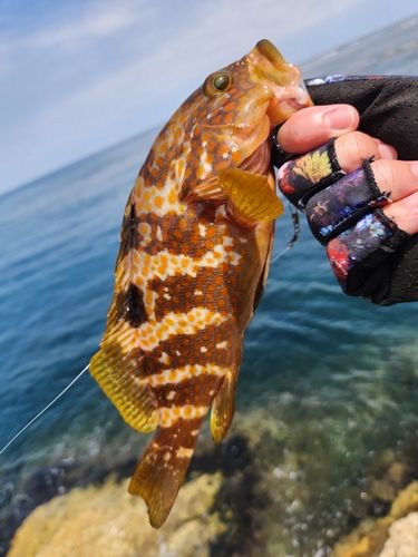 アコウの釣果