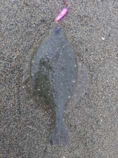 イシガレイの釣果