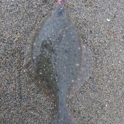 イシガレイ
