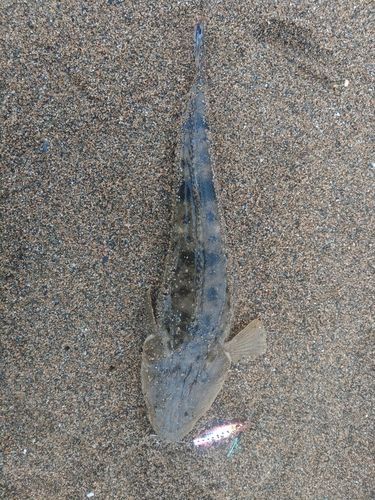 マゴチの釣果