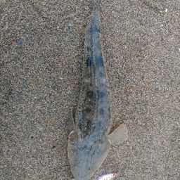 マゴチ