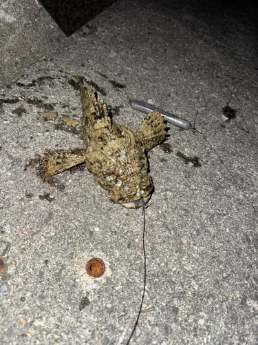 オニダルマオコゼの釣果