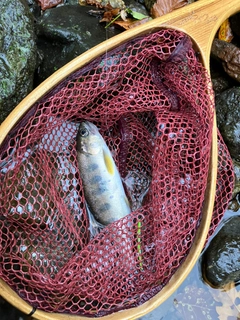 ヤマメの釣果