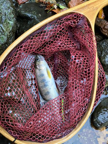 ヤマメの釣果