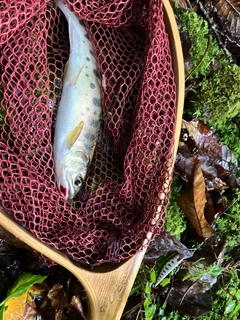 ヤマメの釣果