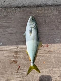 ワカシの釣果