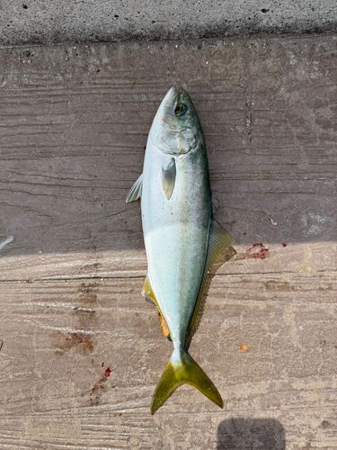 ワカシの釣果