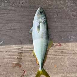 ワカシ