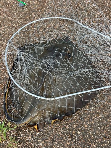 アカエイの釣果