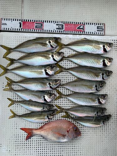 アジの釣果
